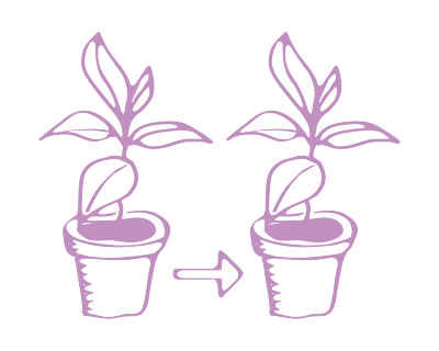 Pflanzen klonen